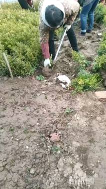 高度40厘米瓜子黄杨