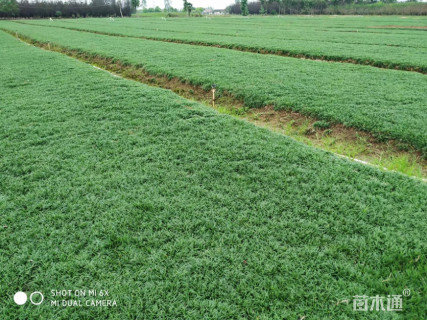 高度7厘米玉龙草