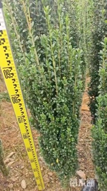 高度80厘米直立冬青