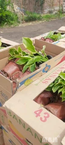 高度20厘米金边玉簪