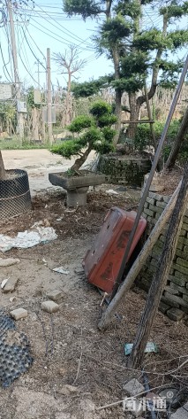 容器苗造型罗汉松