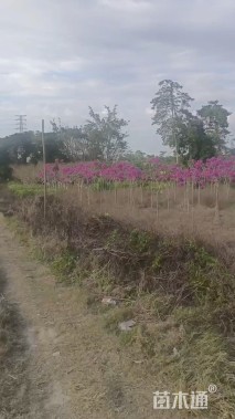 3公分紫花风铃木