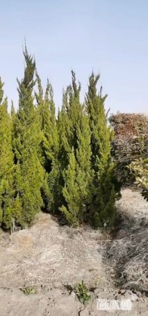 高度200厘米龙柏