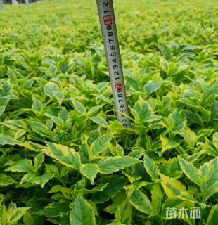 高度45厘米金叶假连翘