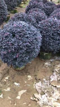 冠幅80厘米红花继木球