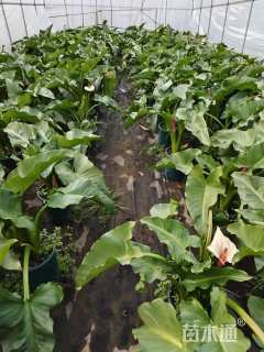 高度60厘米马蹄莲