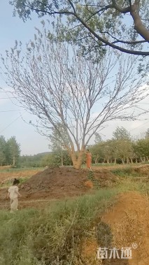 70公分(4杆)丛生朴树