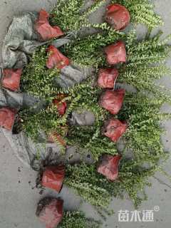 高度10厘米忍冬