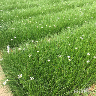 高度20厘米葱兰