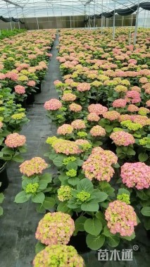 高度80厘米绣球