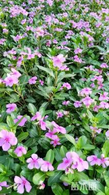 高度30厘米长春花