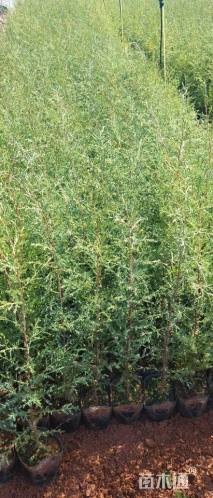 高度30厘米洒金柏