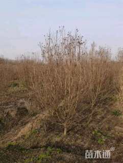 高度180厘米天鹅绒紫薇