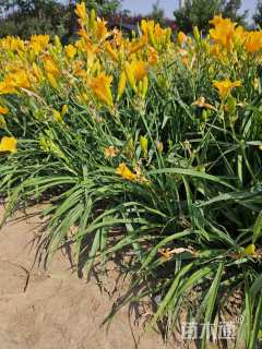 高度30厘米金娃娃萱草