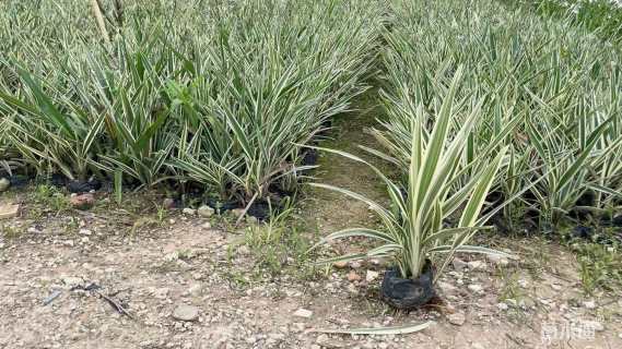 高度20厘米山管兰