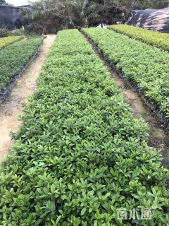 高度15厘米毛鹃