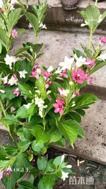 高度60厘米红王子锦带