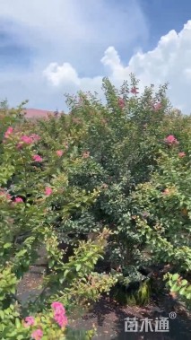 高度200厘米丛生紫薇