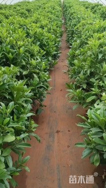 高度100厘米非洲茉莉球