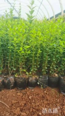 高度30厘米小叶女贞