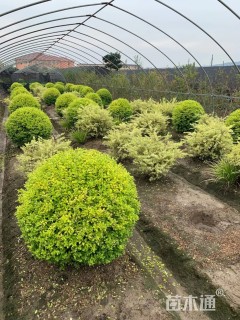 高度80厘米亮金女贞