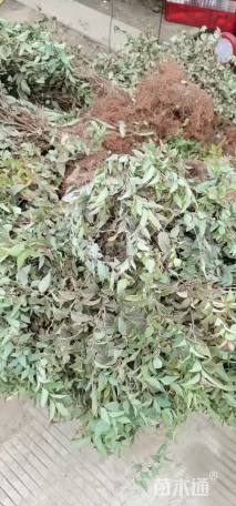 高度15厘米绣线菊