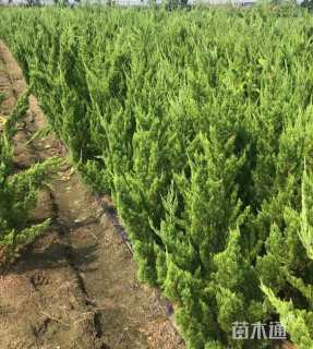 高度120厘米龙柏