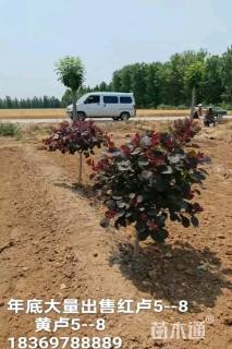 红卢3公分4公分5公分6公分7公分 黄卢3公分4公分5公