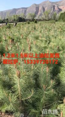 高度110.厘米油松