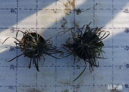 高度10厘米黑麦冬