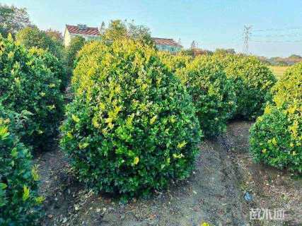 冠幅90厘米金森女贞球