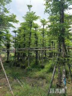 12公分小叶榄仁