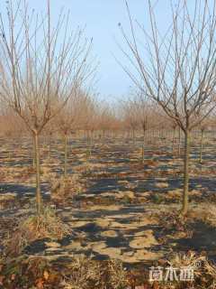 5公分染井吉野樱