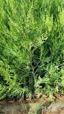 高度40厘米侧柏小苗
