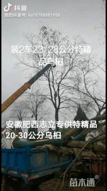 25公分乌桕