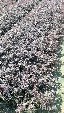 高度30厘米红花继木