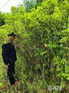 10公分映山红桩