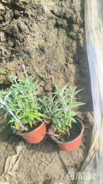 高度25厘米墨西哥鼠尾草