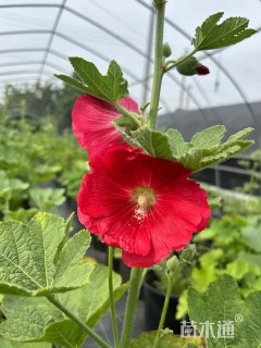 高度20厘米蜀葵