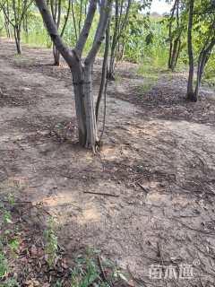 10公分(2杆)丛生朴树