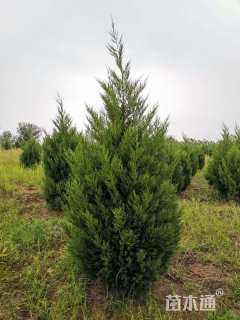 高度150厘米蜀桧