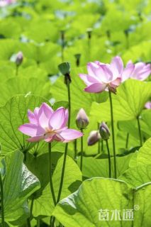 高度30厘米荷花