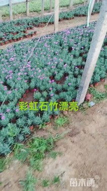 高度20厘米彩虹石竹