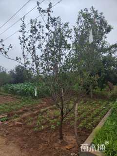 高度300厘米石榴