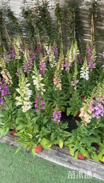 高度20厘米毛地黄