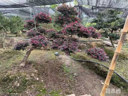 10公分造型红花继木桩