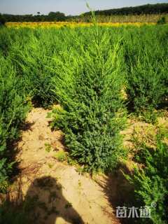 高度100厘米刺柏