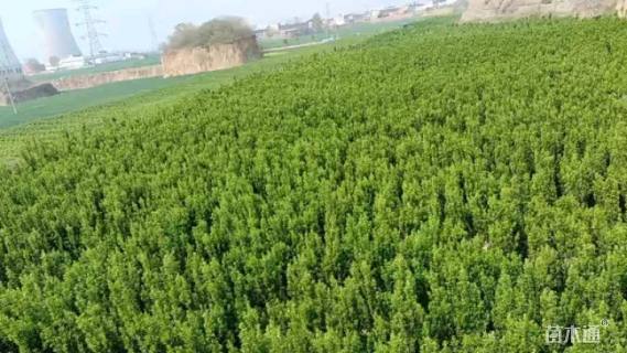 高度50厘米黄杨