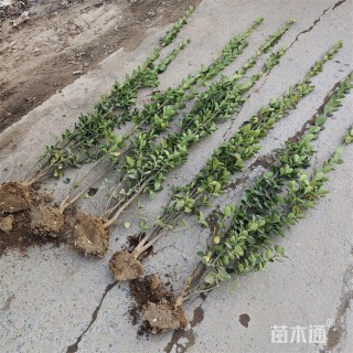 高度185厘米北海道黄杨