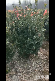 冠幅150厘米大叶黄杨球